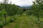 Bio-Haselnussanlage_c_Bio-Ernte-Steiermark