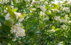 Bluehende-Aronia_c_Bio-Ernte-Steiermark