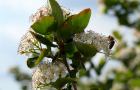 Bluehender-Aroniastrauch-mit-Biene_c_Bio-Ernte-Steiermark
