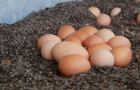 Eier-im-Mobilstall_c_Bio-Ernte-Steiermark
