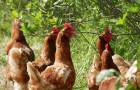 Huehner-in-Aroniakultur_c_Bio-Ernte-Steiermark