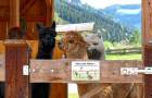 Alpakas_c_Bio-Ernte-Steiermark
