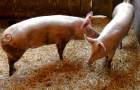 Schweine_Stroh_c_Bio-Ernte-Steiermark