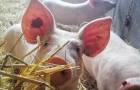 Schweine_c_Biohof-Hold