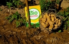 bio-award-cesar-strecke-07