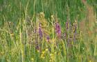 Artenreiche-Wiese_c_Bio-Ernte-Steiermark