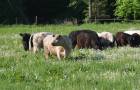 Galloway-Rinder_c_Bio-Ernte-Steiermark