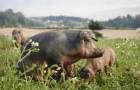 Schweine_c_Bio-Ernte-Steiermark_Koenigshofer