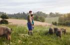 Weideschweine_c_Bio-Ernte-Steiermark_Koenigshofer