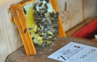 Kaimbacher-bio-award-kaernten-2014-02